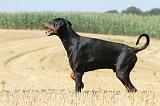 DOBERMANN 968